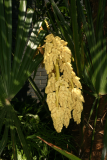Trachycarpus fortunei RCP5-10 341.jpg